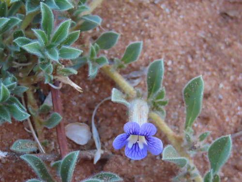 Image of Aptosimum Elongatum (Aptosimum elongatum) by no rights reserved