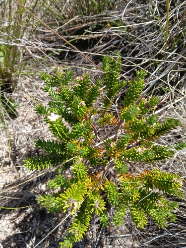 Image of Westringia senifolia by (c) naturewatchwidow, some rights reserved (CC BY)