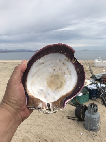Donkey Thorny Oyster