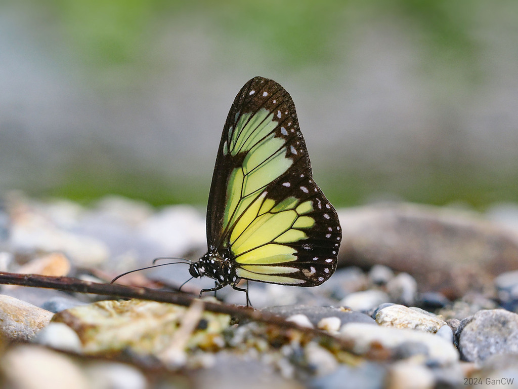 Parantica schenkii