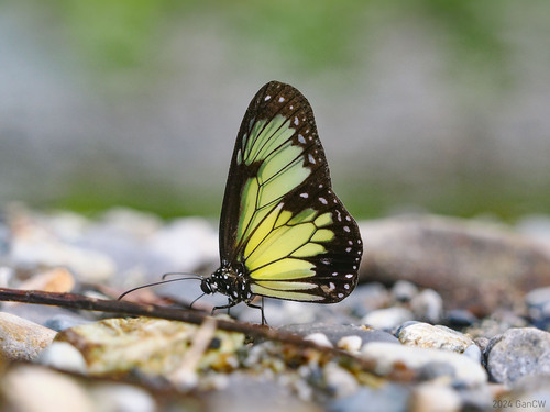 Parantica schenkii
