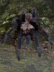 Chilobrachys fimbriatus