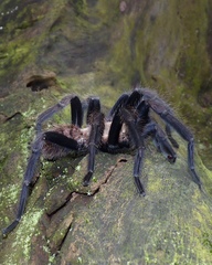 Chilobrachys fimbriatus