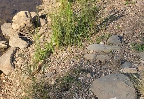 Tiger Snake sighting