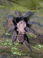 Chilobrachys fimbriatus