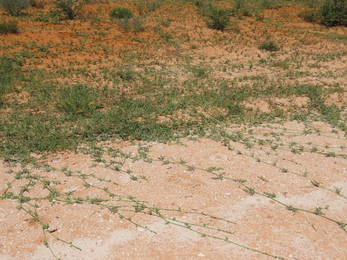 Image of Citrullus naudinianus by no rights reserved