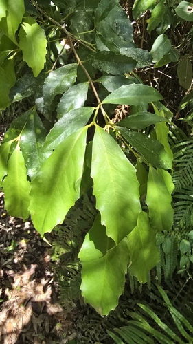 Doryphora sassafras, photograph 4