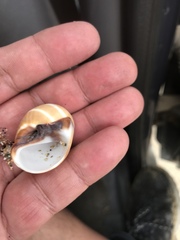 Polinices bifasciatus