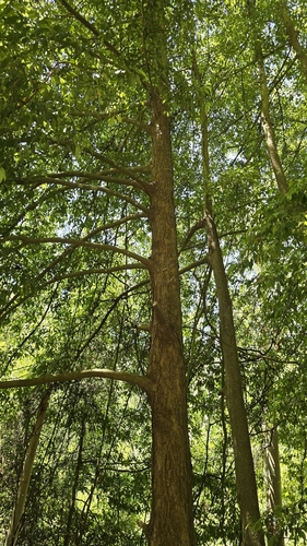 Doryphora sassafras, photograph 5