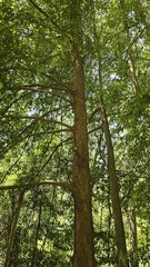 Doryphora sassafras, photograph Petra Holland, CC BY, iNaturalist via GBIF