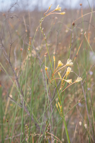 Ixia paniculata, photograph 6