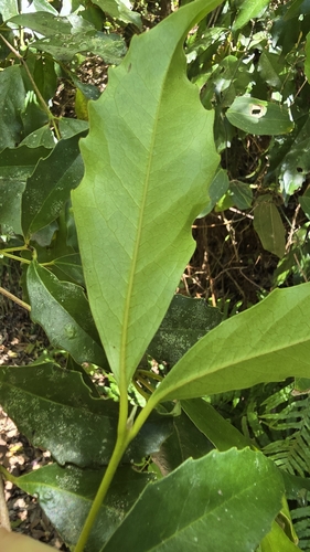 Doryphora sassafras, photograph 6
