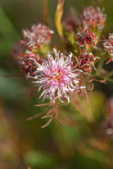 Serruria aemula, photograph (c) Morten Ross, some rights reserved (CC BY)