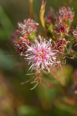 Serruria aemula, photograph (c) Morten Ross, some rights reserved (CC BY)