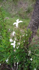 Bouvardia longiflora