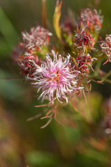 Serruria aemula, photograph (c) Morten Ross, some rights reserved (CC BY)