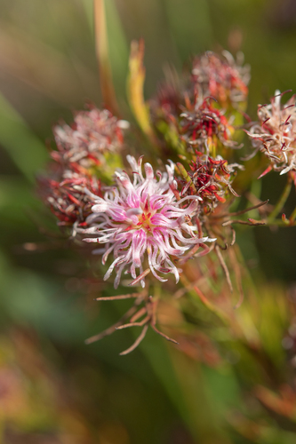 Serruria aemula, photograph 6