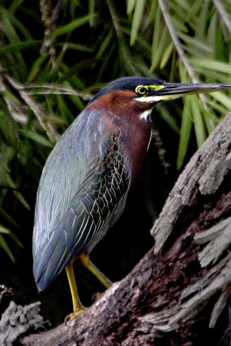 Green Heron