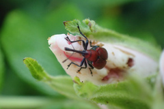 Merhynchites bicolor