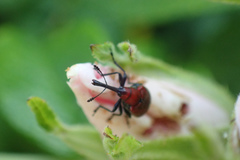 Merhynchites bicolor