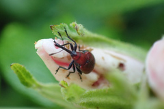 Merhynchites bicolor