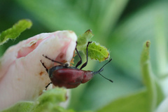 Merhynchites bicolor