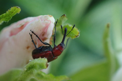Merhynchites bicolor