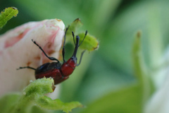 Merhynchites bicolor
