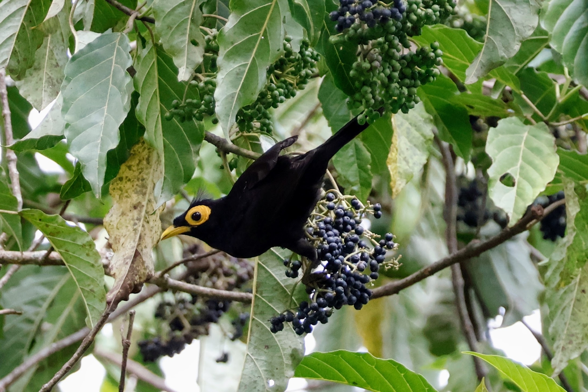 Apo Myna illustration