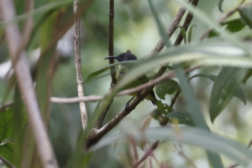 Apo Sunbird (Aethopyga boltoni), photo 10