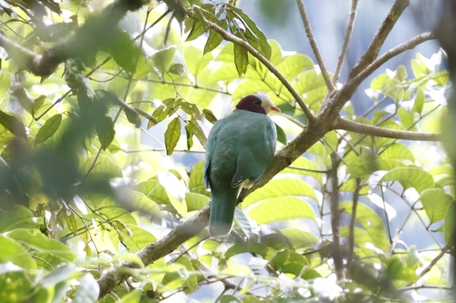 Yellow-breasted Fruit Dove (Ramphiculus occipitalis), photo 5