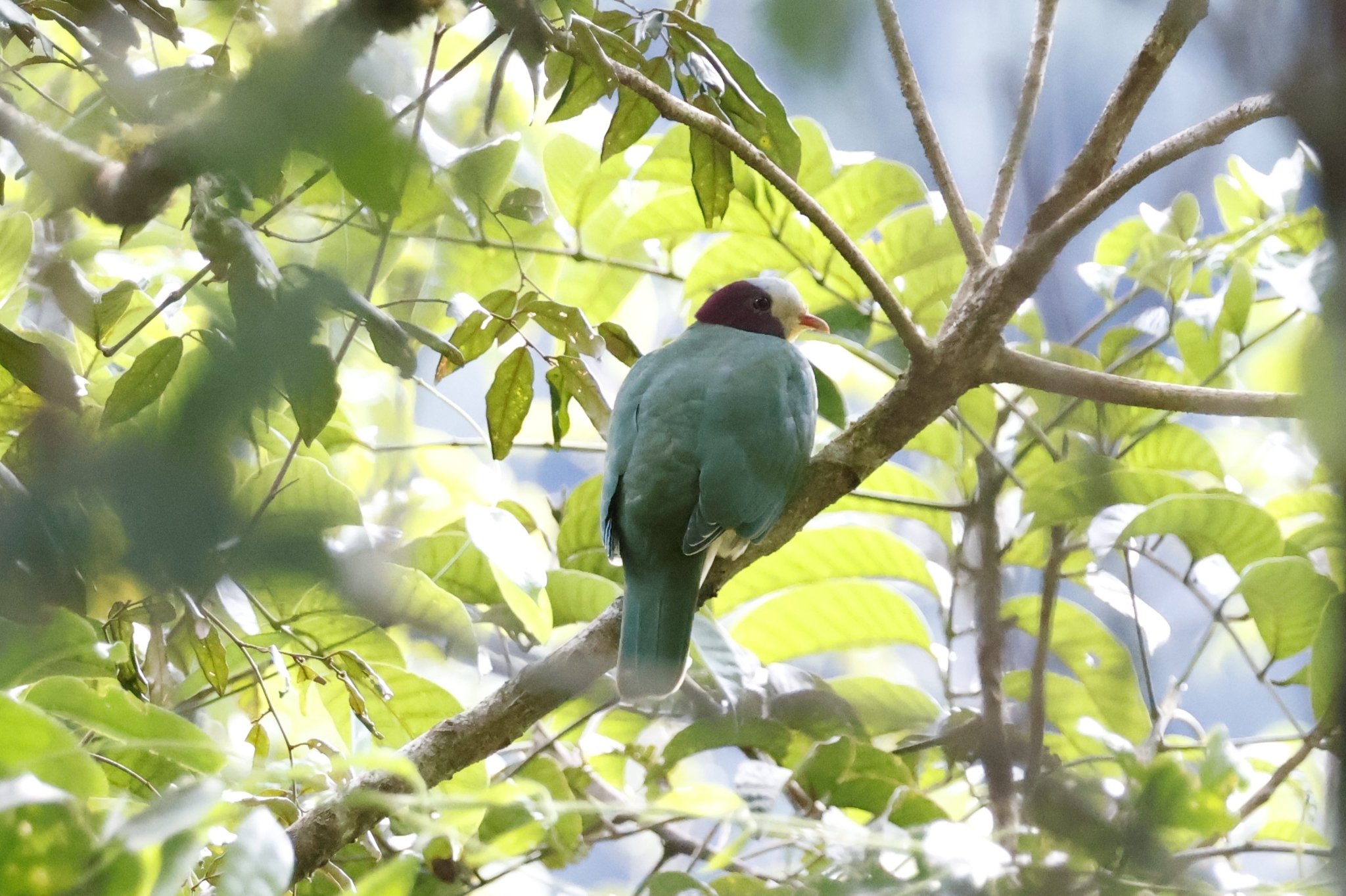 Yellow-breasted Fruit-Dove illustration