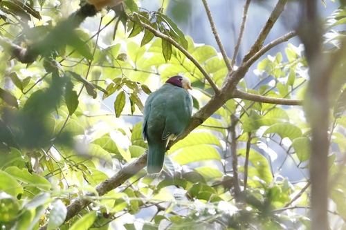 Yellow-breasted Fruit Dove (Ramphiculus occipitalis), photo 6