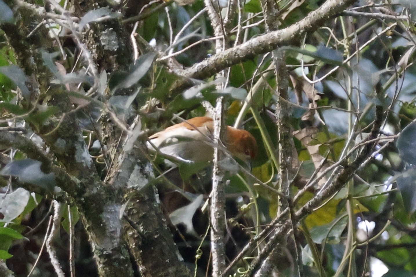Cinnamon Ibon (Hypocryptadius cinnamomeus), photo 1
