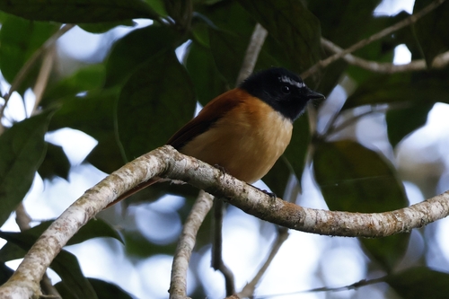 Black-and-cinnamon Fantail (Rhipidura nigrocinnamomea)