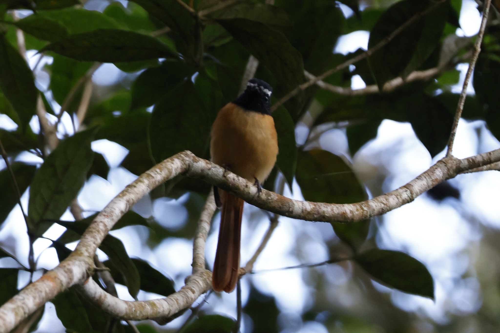 Black-and-cinnamon Fantail (Rhipidura nigrocinnamomea), photo 2