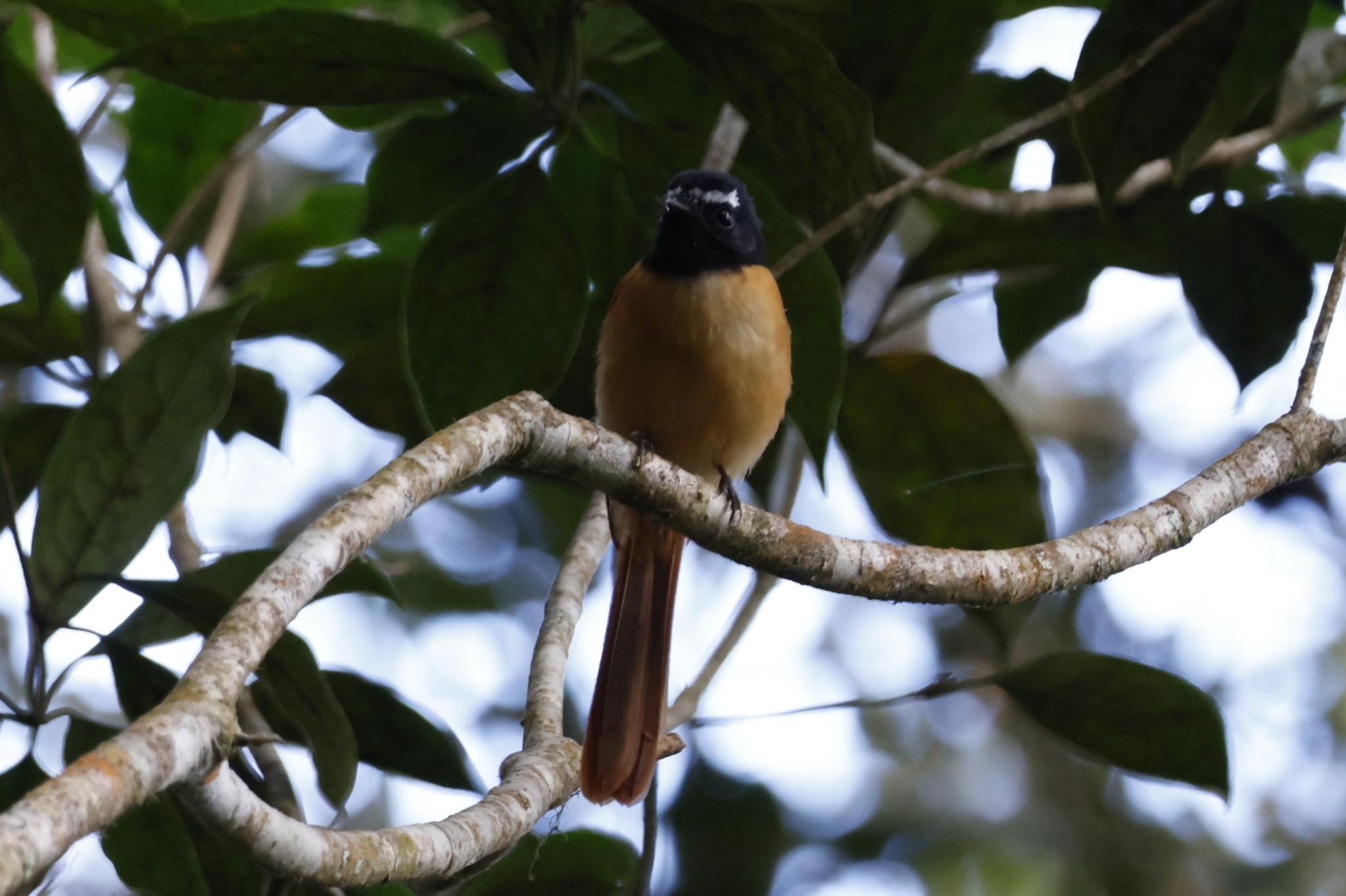 Black-and-cinnamon Fantail (Rhipidura nigrocinnamomea), photo 5