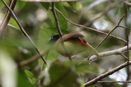 Black-and-cinnamon Fantail (Rhipidura nigrocinnamomea), photo 6