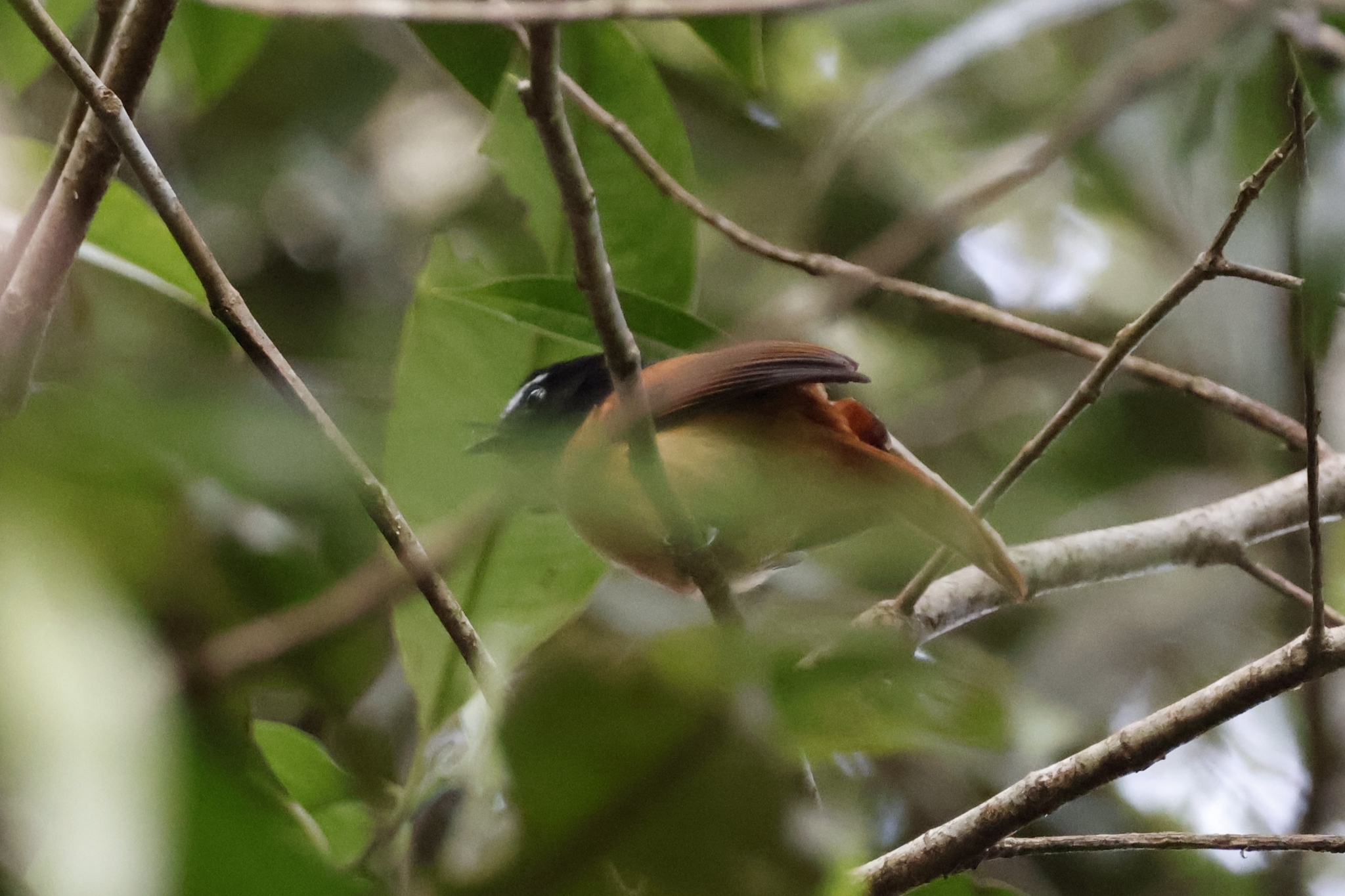 Black-and-cinnamon Fantail (Rhipidura nigrocinnamomea), photo 6