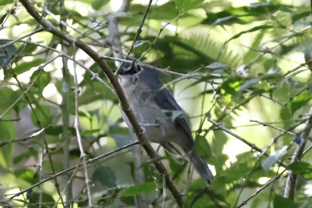 Mindanao Jungle Flycatcher photo