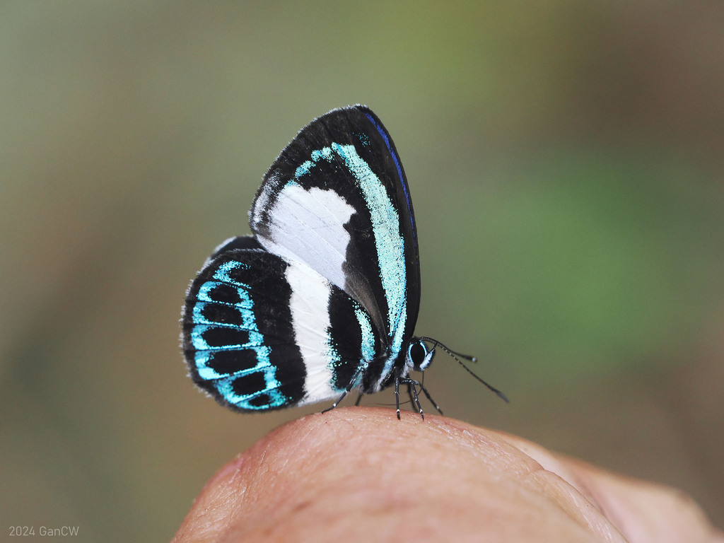 Danis perpheres