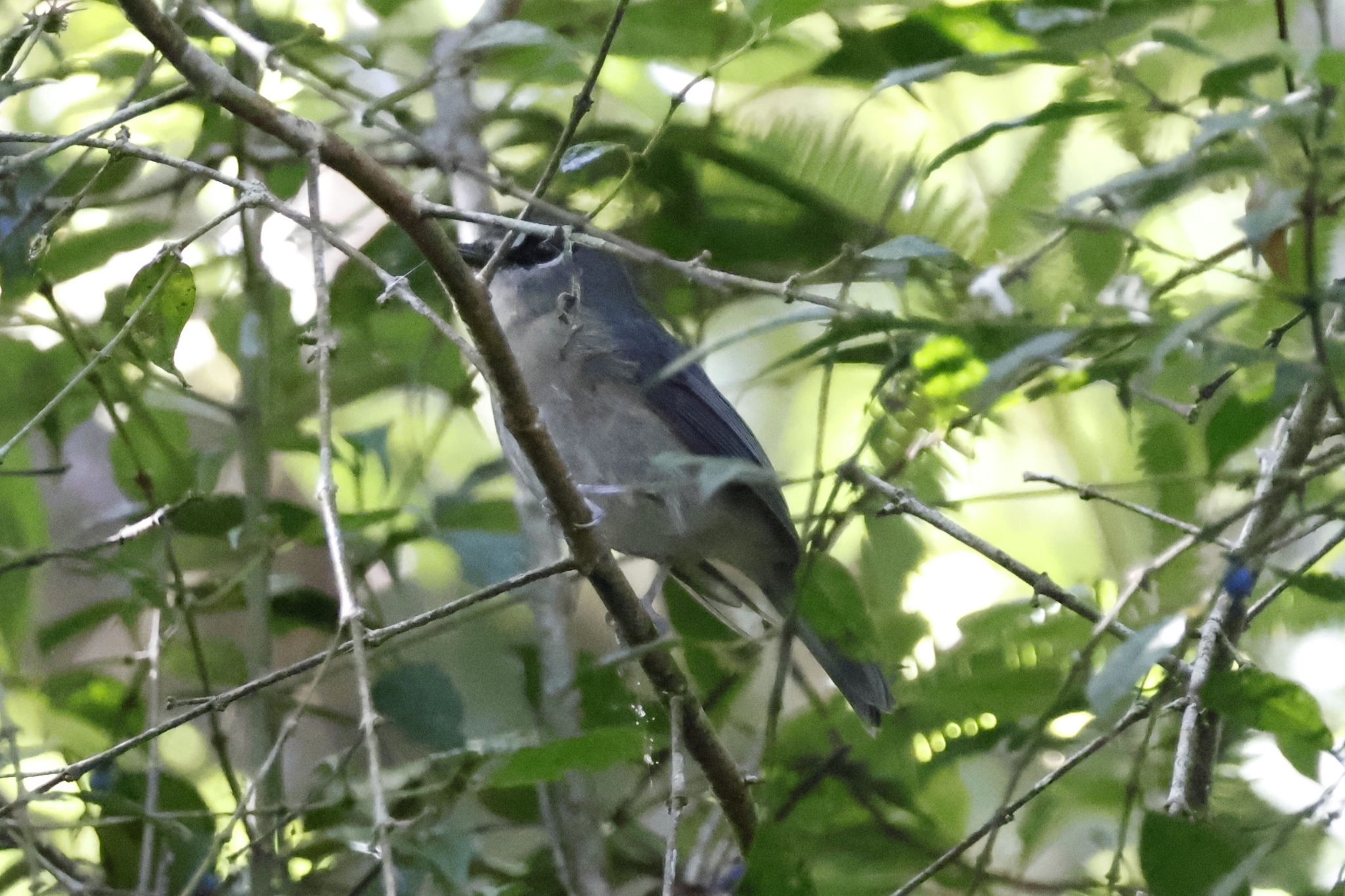 Mindanao Jungle Flycatcher illustration