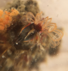 Megabalanus californicus