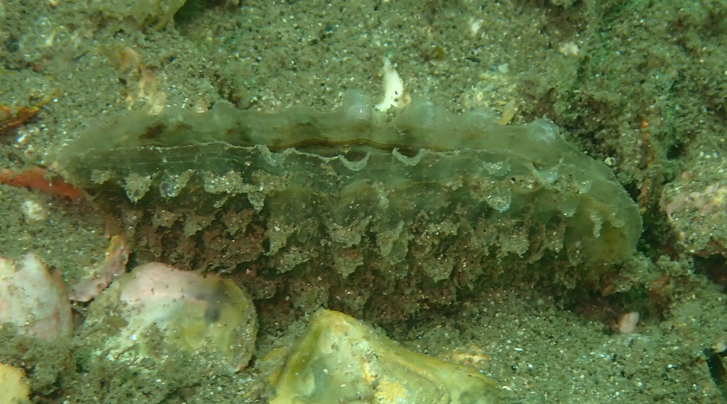 Pinna from Sydney NSW, Australia on December 22, 2024 at 09:55 AM by ...