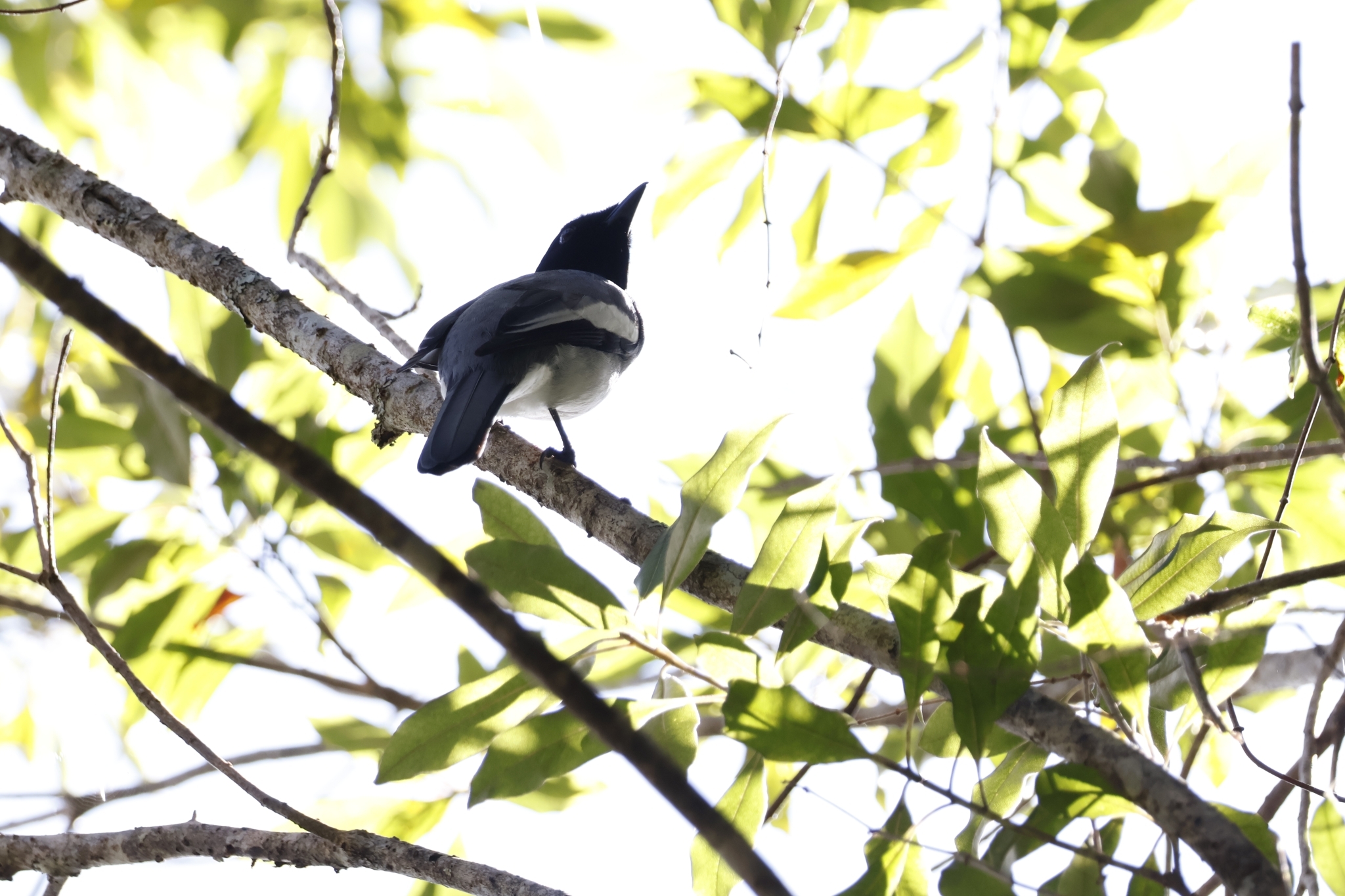 McGregor's Cuckooshrike illustration