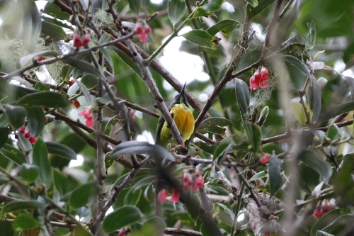 Apo Sunbird (Aethopyga boltoni), photo 6