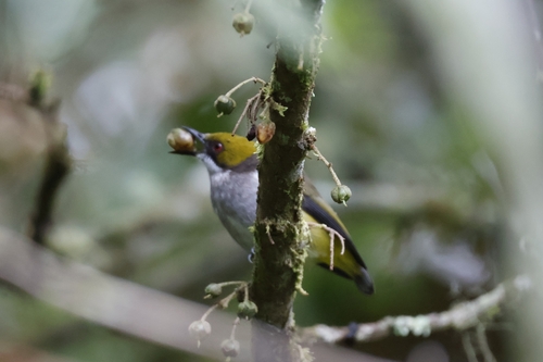Olive-capped Flowerpecker (Dicaeum nigrilore), photo 9