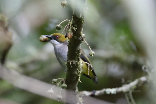 Olive-capped Flowerpecker (Dicaeum nigrilore), photo 2