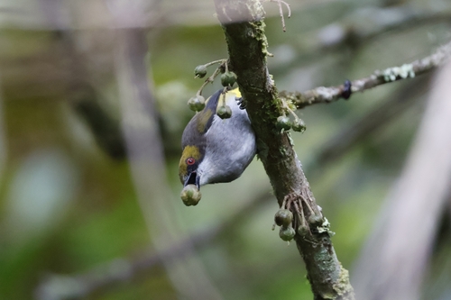 Olive-capped Flowerpecker (Dicaeum nigrilore), photo 4