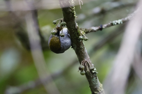 Olive-capped Flowerpecker (Dicaeum nigrilore), photo 5
